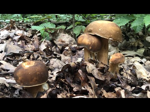 Видео: Білі гибочки почалися