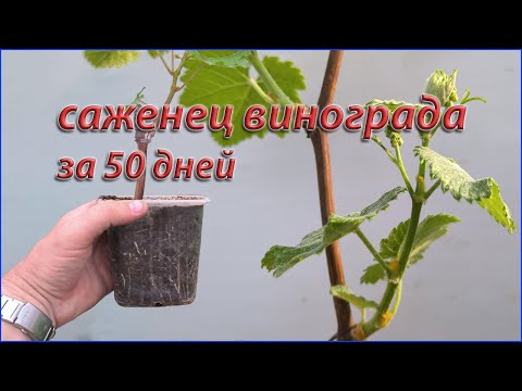 Видео: Как из черенка винограда, вырастить саженец за 50 дней.