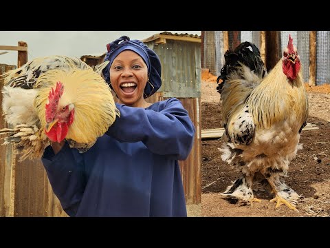 Видео: Преимущества кормления кур древесным углем 😳 и как его приготовить 💉