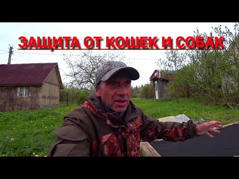 Видео: КАК ЗАЩИТИТЬ ГРЯДКИ ОТ КОШЕК И СОБАК. Используем подручные материалы.