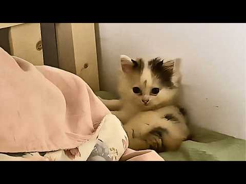 Видео: Я подобрал грязного котёнка у дороги, через месяц заботы он стал маленькой принцессой моего дома.