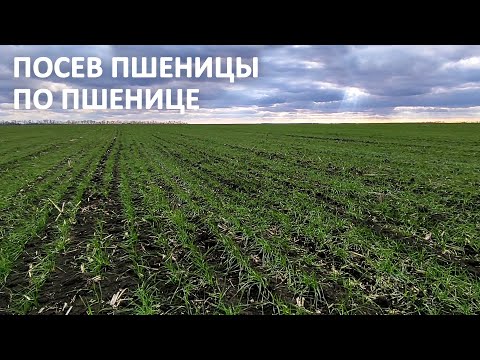 Видео: Посев пшеницы по пшенице