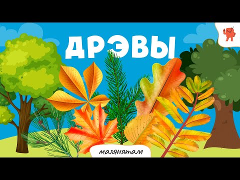 Видео: ДРЭВЫ | Бэйбус_малянятам