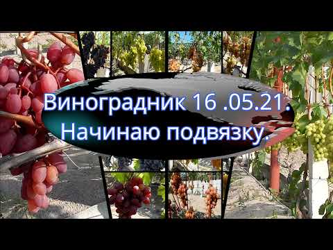 Видео: Виноградник 16. 05 .21. Начинаю поднимать виноград.