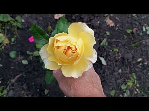 Видео: 9 октября. Жизнь в деревне: Что сегодня, с утра завтрак !