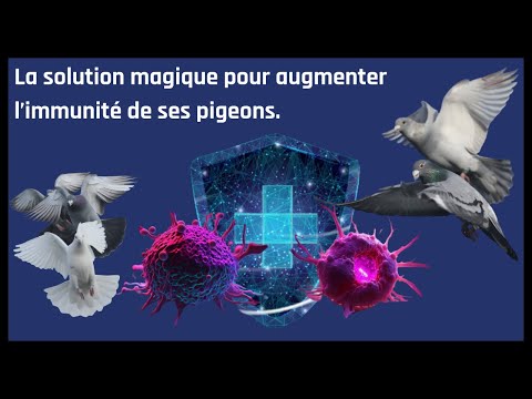 Видео: Волшебное решение для повышения иммунитета ваших голубей