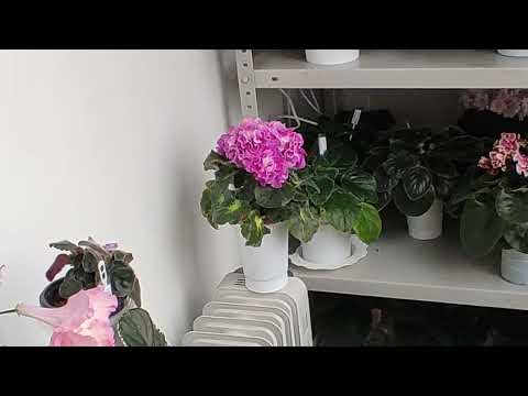 Видео: Набор 9. Махровые сорта.