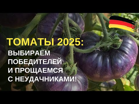 Видео: Дача в Германии. Самый лучший для меня сорт томата. Время назначать фаворитов и клеймить неудачников