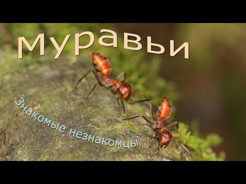 Видео: Муравьи: знакомые незнакомцы