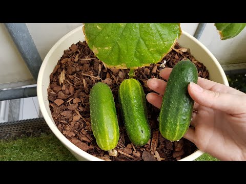 Видео: 26. Мой огород на балконе через 2 месяца: огурцы, помидоры, горох!