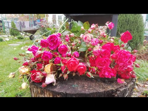 Видео: 🌹🌹Подготовка РОЗАРИЯ   к зимовке. 👉Часть первая