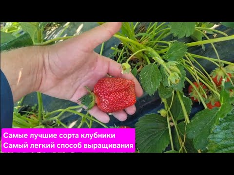 Видео: Самые лучшие сорта клубники / Самый легкий способ получения больших урожаев