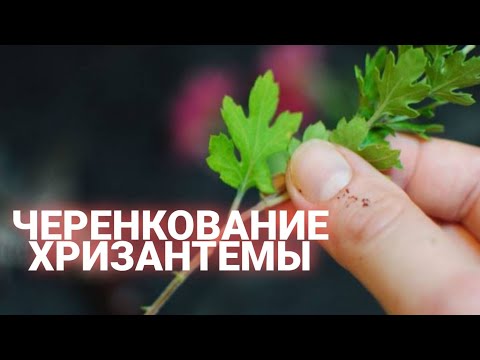 Видео: Черенкование хризантемы(пошагово)