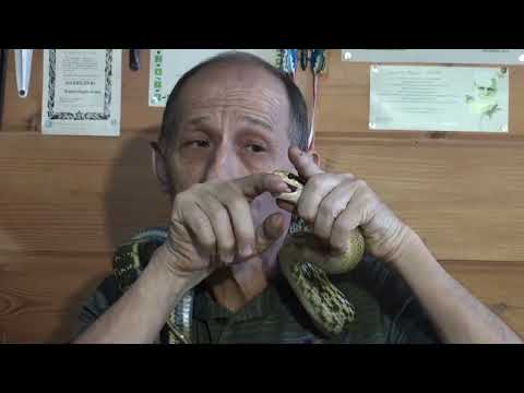 Видео: Приручение змей: зачем и как