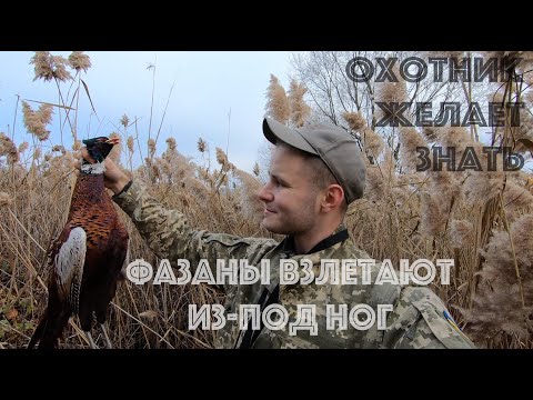 Видео: МОЯ ЛУЧШАЯ ОХОТА НА ФАЗАНА. УСПЕВАЙ ТОЛЬКО ЦЕЛИТЬСЯ И СТРЕЛЯТЬ. ЯГДТЕРЬЕР РАЗОГНАЛ ВСЕХ ФАЗАНОВ. 4K