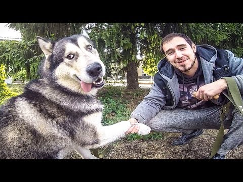 Видео: ДРЕССИРОВКА ХАСКИ | ГЛАВНЫЕ КОМАНДЫ ДЛЯ СОБАК