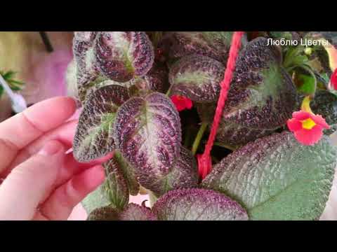Видео: Монолог про цветок - Эписция Dixie's Helen и Бальзамин орхидейный вельвет