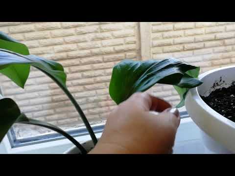 Видео: Эухарис вопросы и ответы
