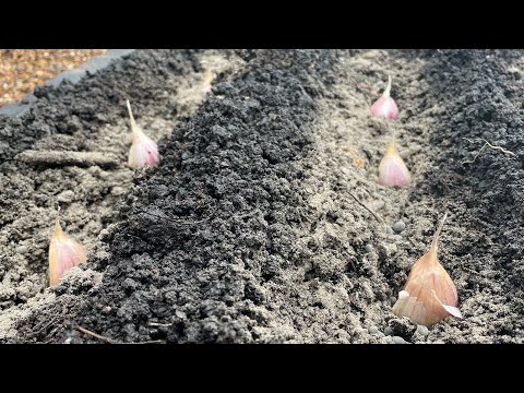 Видео: 3 ВАЖНЫХ правила при ПОСАДКЕ ЧЕСНОКА!