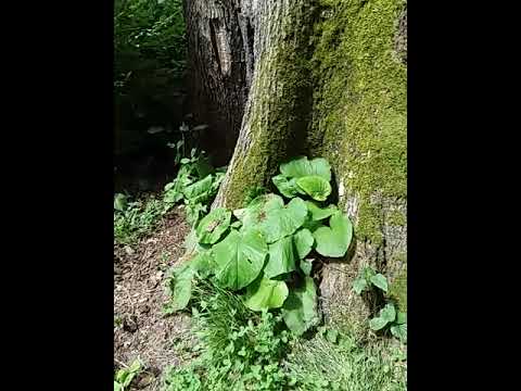 Видео: На верх по лестнице Морская даль