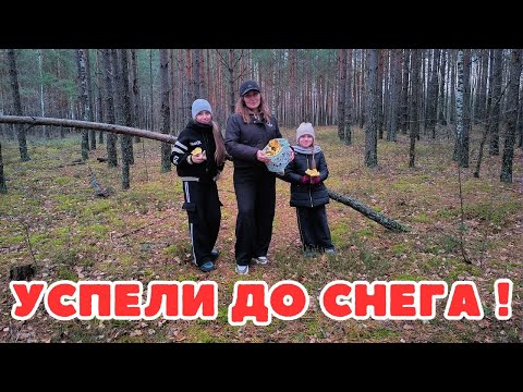 Видео: ЗАКРЫВАЕМ ГРИБНОЙ СЕЗОН! ВПЕРВЫЕ СОБИРАЕМ ГРИБЫ ЗИМОЙ... ЗЕЛЕНКИ И ПОДЗЕЛЕНКИ РАДУЮТ НАС В ДЕКАБРЕ!