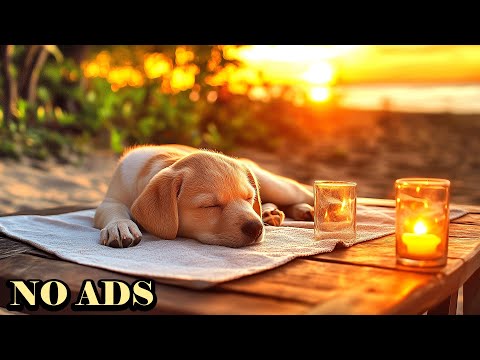 Видео: Расслабляющая музыка для собак 🐶💖🎵 Музыка для психологической стабилизацииㅣМузыка, которая нравит