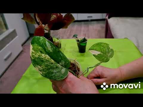 Видео: НОВИНКИ КОМНАТНЫХ РАСТЕНИЙ,С OZON,И С ВЫСТАВКИ"ФЛОРА".КОМНАТНЫЕ РАСТЕНИЯ(ЦВЕТЫ).