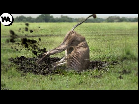 Видео: Вот Что Делает Лев После Изгнания из Прайда