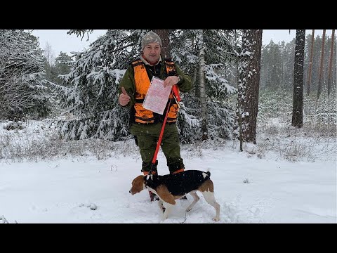 Видео: Охота #259 испытания эстонской гончей, диплом первой степини