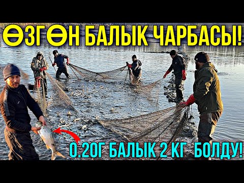 Видео: ӨЗГӨН БАЛЫК ЧАРБАСЫНДА ЧОҢ БАЛЫКТАР САТУУГА ЧЫКТЫ 🤯