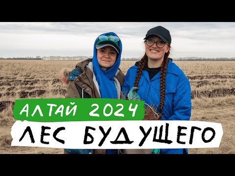 Видео: Волонтеры посадили 10000 деревьев в Алтайском крае|«Лес будущего», Шипуново, 2024