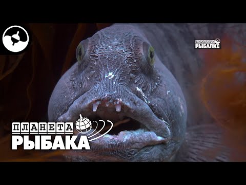 Видео: Зубатка - морской монстр. Норвегия | Планета рыбака ©