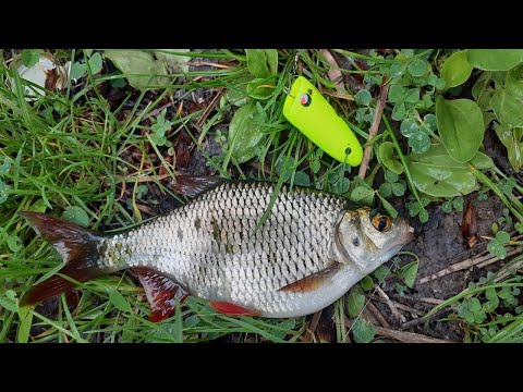 Видео: КРУПНА ПЛОТВА І КРАСНОПІРКА НА ПОПЛА ПОПЕР !!! ЛОВЛЯ НА СПІНІНГ !!!