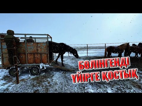 Видео: Үйірден бөлініп қалған билерді, Исатай ауланы Забурыннан алып келіп өз үйіріне қостық.