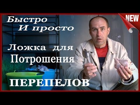 Видео: Перепёлки!!! Как определить хорошую несушку Выбраковка несушек. Забой.Ощипываем и Потрошим перепелов