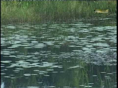 Видео: Клевое место №4 (Озера Шлено и Вельё)