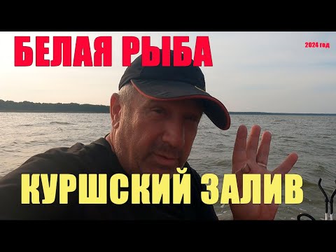 Видео: Куршский залив 3 сентября в 3 местах