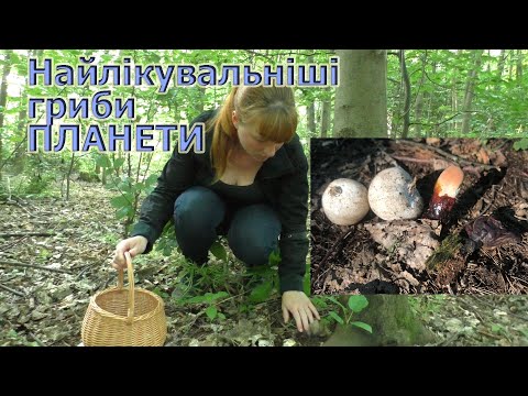 Видео: Ці гриби лікують! Веселка звичайна та Рейши/Phallus impudicus та Ganoderma lucidum