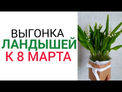 Видео: ⚫Ландыши | Как вырастить ландыши | Ландыши весной | Выгонка ландышей к 8 марта |