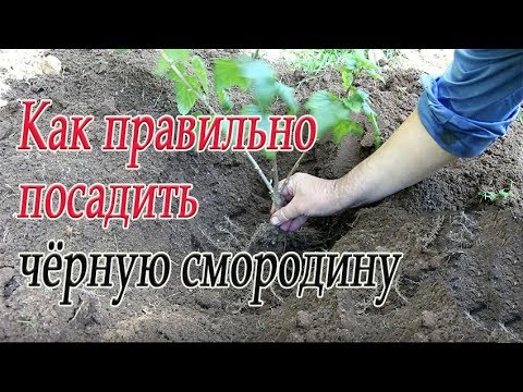 Видео: Как правильно посадить чёрную смородину