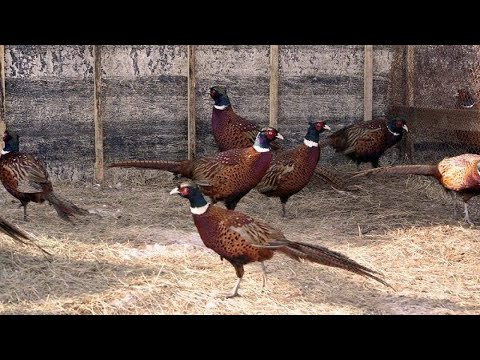 Видео: Очень много фазана. охота по снегу с мр-155 Дальний Восток