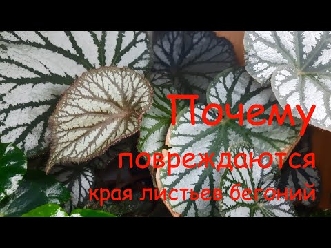 Видео: Почему повреждаются края листьев бегоний