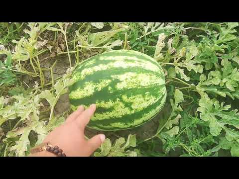 Видео: Арбуз Продюсер (2019)