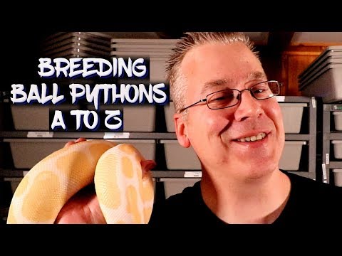 Видео: Разведение королевских питонов от начала до конца!
