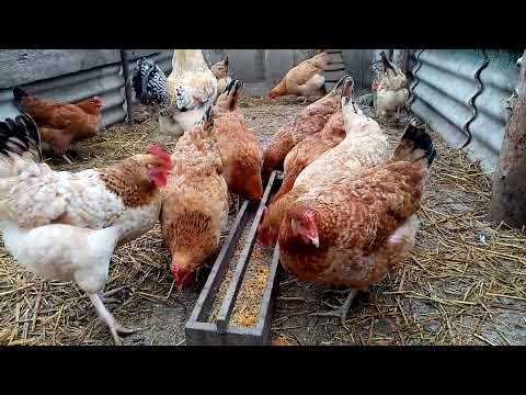 Видео: ТЕРТАЯ ТЫКВА ДЛЯ КУР НЕСУШЕК!!!!