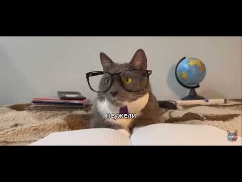 Видео: котинет 8 серия 1 сезон бябяделки