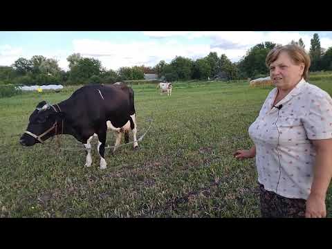 Видео: Искусственное осеменение коровы
