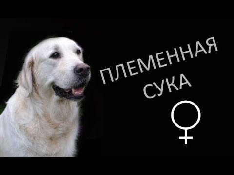 Видео: Племенная сука - это ...
