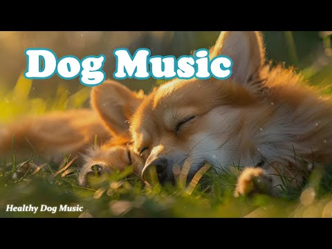 Видео: Музыка для собак, чтобы заснуть💖🐶Музыка для собак, чтобы успокоить их🎵 Снятие тревоги разлуки