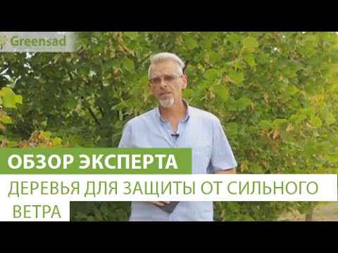 Видео: Деревья для защиты от сильного ветра